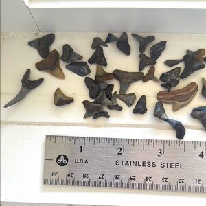 Collection of Fossilized Shark Teeth